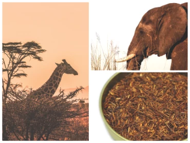 Rooibos és Honeybush 