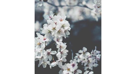 Lorem ipsum dolor sit amet, consectetur